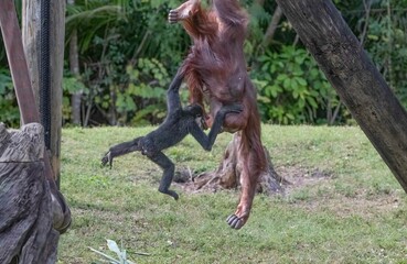 Gibbon and orangutan at play