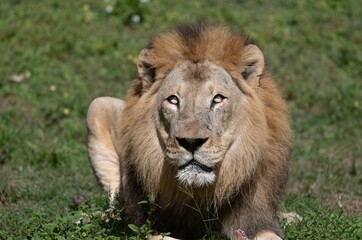 Male lion