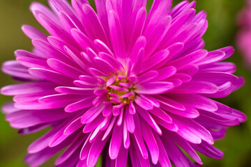 pink chrysanthemum flower