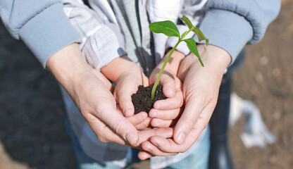 The hands of the child and the mother hold a green sprout with the ground, plant plants in the...