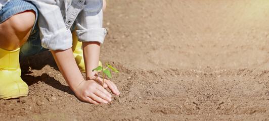 A child in yellow rubber boots plants a green plant in the ground for a new crop. Vegetable garden...