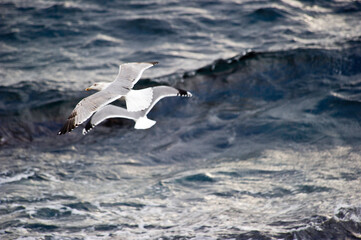 couple of seagull in flight on the water