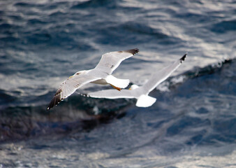 couple of seagull in flight on the water