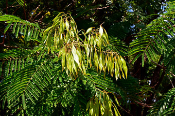 Green seeds pod (Peltophorum dubium) on tree