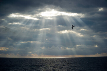 silhouette of a seagull in the clouds, Gabbiano reale mediterraneo, Larus cachinnans, Alghero,  Sassari, Sardegna, Italia.