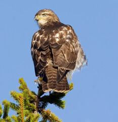 Red Tailed Hawk on alert