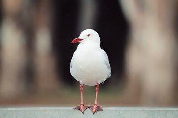 Obraz premium seagull on a fence