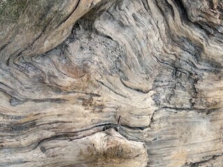 Driftwood Closeup