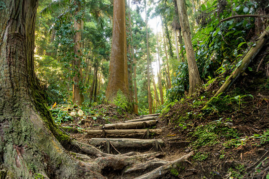 trail and path in the woods of rainforest