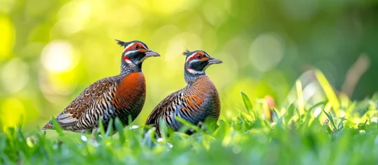 Gordijnen Stunning Image of Couples of Californian Quails Standing Gracefully in the Lush Green Grass © TheWaterMeloonProjec