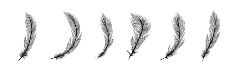Bird feathers set. Feathers illustration