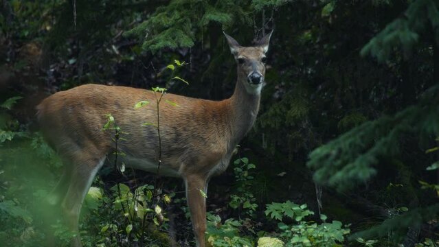 Beautiful deer turning its head towards the camera while grazing in the forest. Slow motion. 