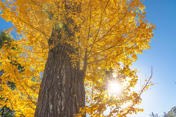 綺麗に紅葉した銀杏