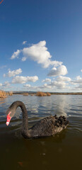 black swan on the lake Black swan Platamona, Sardinia, Italy