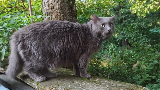 Gray fluffy kitten sniffs and eats plants in nature. High-quality shooting in 4K format. Ideas about pets, freedom, independence, cat breeds, breeding and selling, temperament, spring, crossbreeding