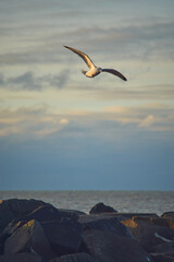 Seagull flying over rocky coast in late evening sunshine. High quality photo - 733470829