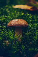 marone mushroom in moss. High quality photo - 733471010