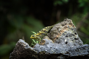 Trioceros rudis chameleon in Uganda's forest. Coarse chameleon is hunting in the forest. Animals who change color of skin.