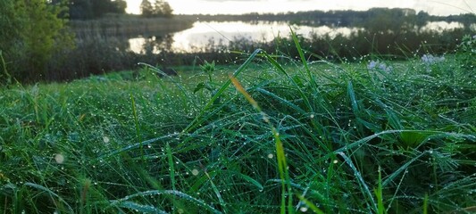 A Grass early morning