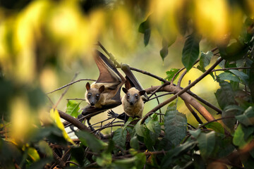 Straw coloured fruit bat on tree in Uganda. Colony of bats during day. Group of flying fox on the...