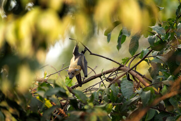 Straw coloured fruit bat on tree in Uganda. Colony of bats during day. Group of flying fox on the tree.