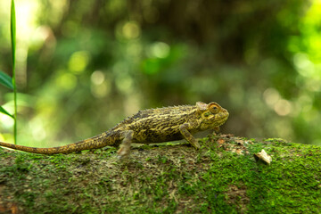 Trioceros rudis chameleon in Uganda's forest. Coarse chameleon is hunting in the forest. Animals who change color of skin.