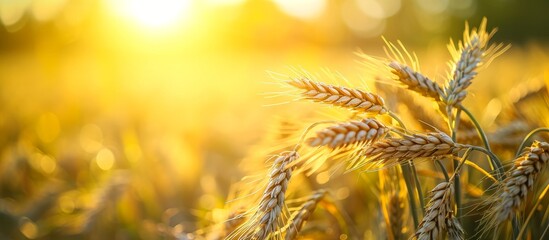 The sun shines through the ears of wheat in a field, illuminating the plants and soil in a natural landscape setting.