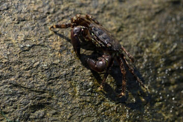 Pachygrapsus marmoratus is a species crab, sometimes called the marbled rock crab or marbled crab....