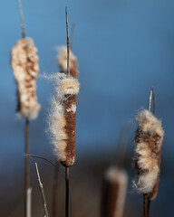 Cattails in the Wind