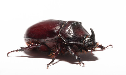 European rhinoceros beetle (Oryctes nasicornis) is a large flying beetle belonging to the subfamily Dynastinae. Imago, recessive, submissive male.