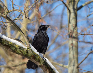 A crow sitting in a tree in Jena at january