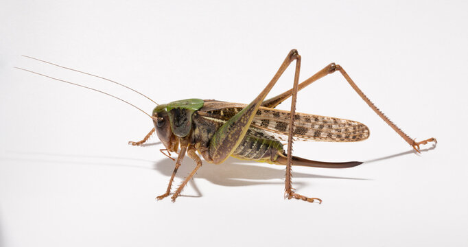 Wart-biter (Decticus verrucivorus) is a bush-cricket in the family Tettigoniidae.  Grasshopper close-up. A female insect on a white background.