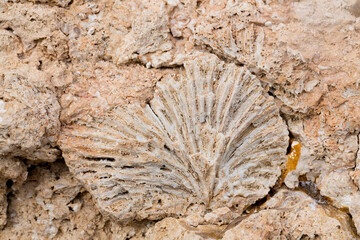 Fossil corals of the Red Sea. Ancient creatures, turned into stone. Reef corals.