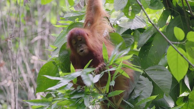 a young orangutan picks and eats bamboo leaves in the rainforest of gunung leuser national park on sumatra, indonesia