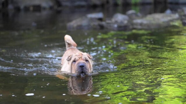 Un chien de race Shar Pe&iuml; qui va dans l'eau pour traverser une rivi&egrave;re dans la nature
