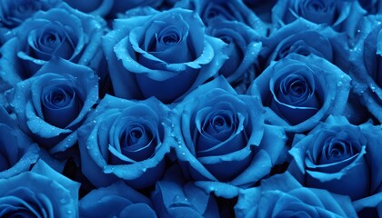 Blue roses macro background