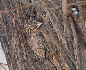 A Eurasian treecreeper at a tree in Jena at winter