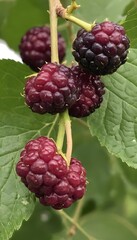 A close-up view of a group of ripe, vivid Mulberry with a deep, textured detail.