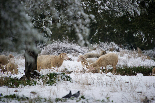 sheep in the snow
