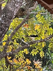 spring autumn trees with birds and little birds, landscape and nature.