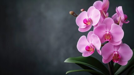 Naklejka na ściany i meble Pink orchids with a dark blurred background