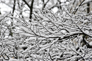 snow covered branches of tree