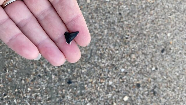 A black shark tooth in a woman's hand