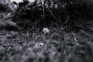 single flower