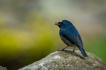 Male snowy-browed flycatcher ficedula hyperythra perching on a rock, natural bokeh background 