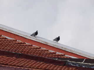 birds on roof