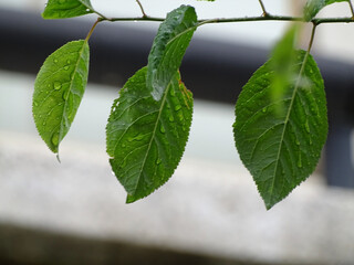 leaves and rain 