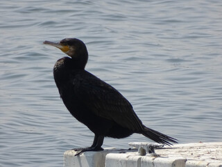 bird and sea