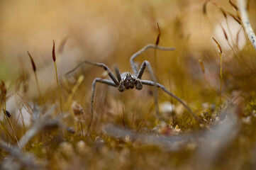 Burrowing Wolf Spider, lycosa, in its natural environment, Sardinia, Italy 