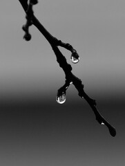 water droplet on tree branch